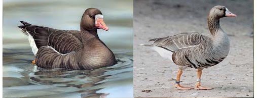 white-fronted-goose.jpg