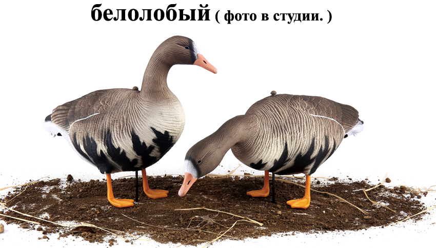1 копия копи-.jpg