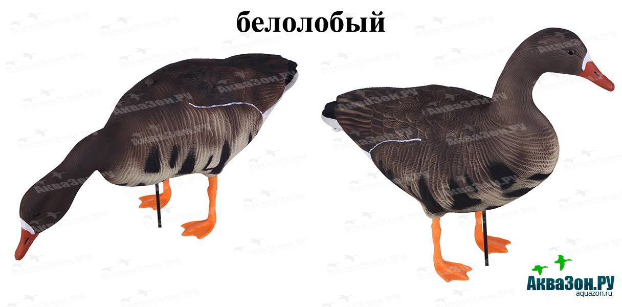 2 копия.jpg