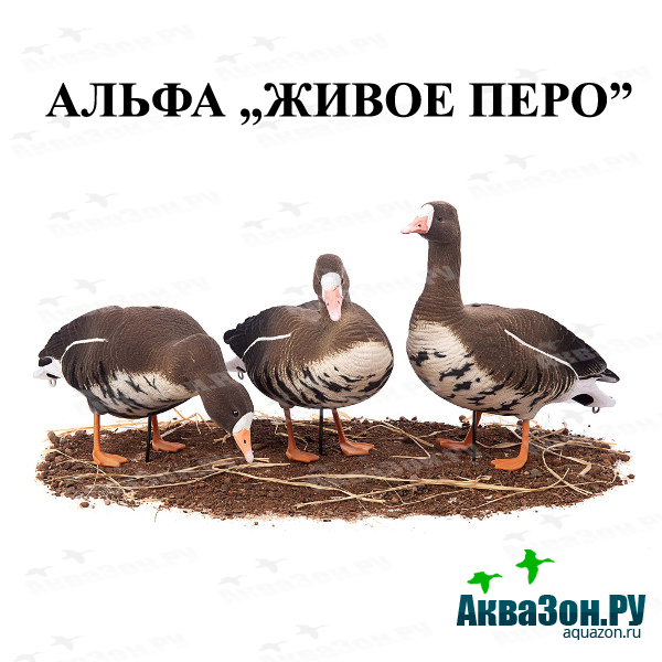 af5c5e834e77e6d5ac2a5b0b34cdb32a копия.jpg