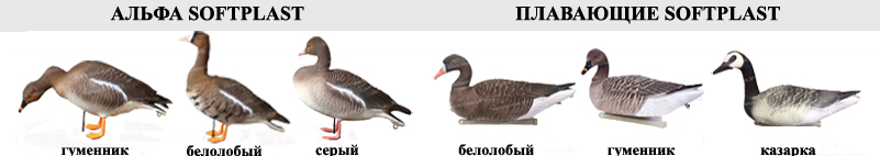 гуси.jpg гуси.jpg