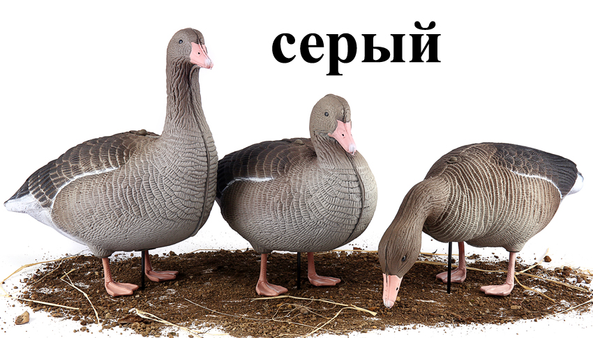 серый кспе копия.jpg серый кспе копия.jpg