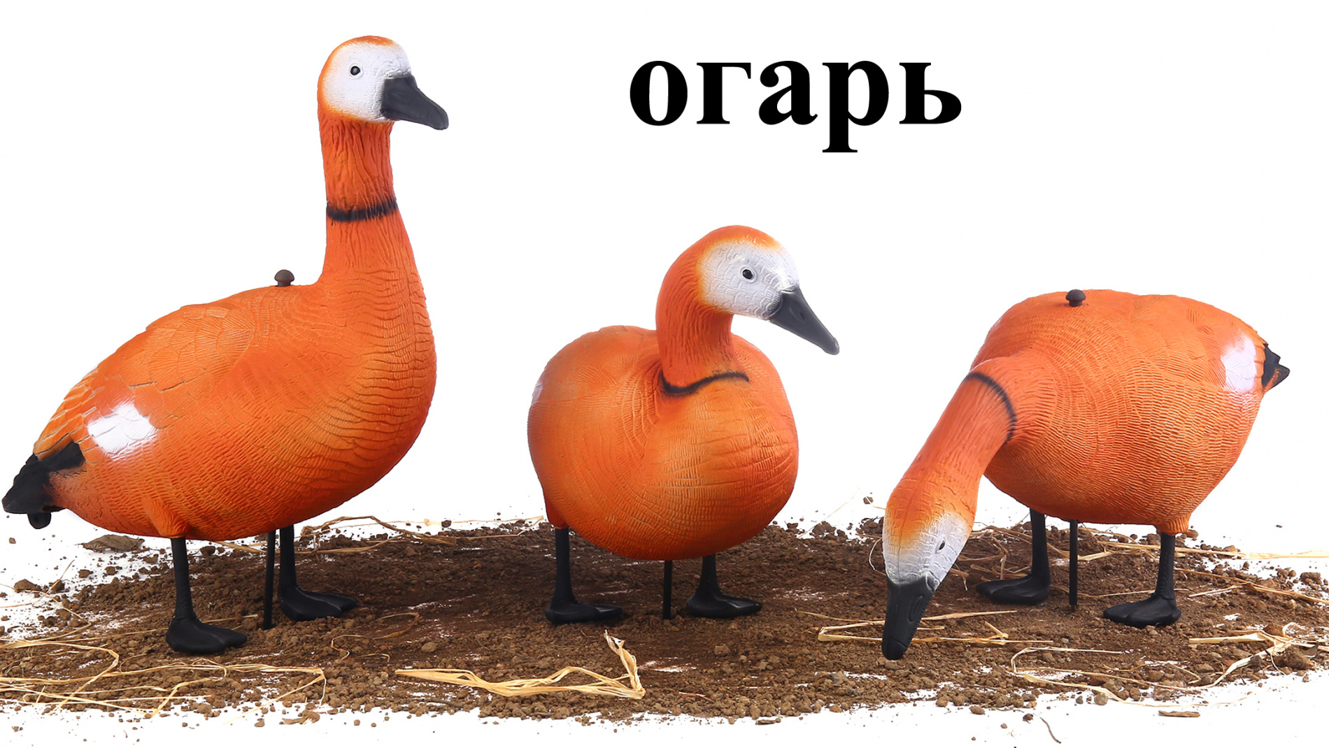 огарь 2019.jpg